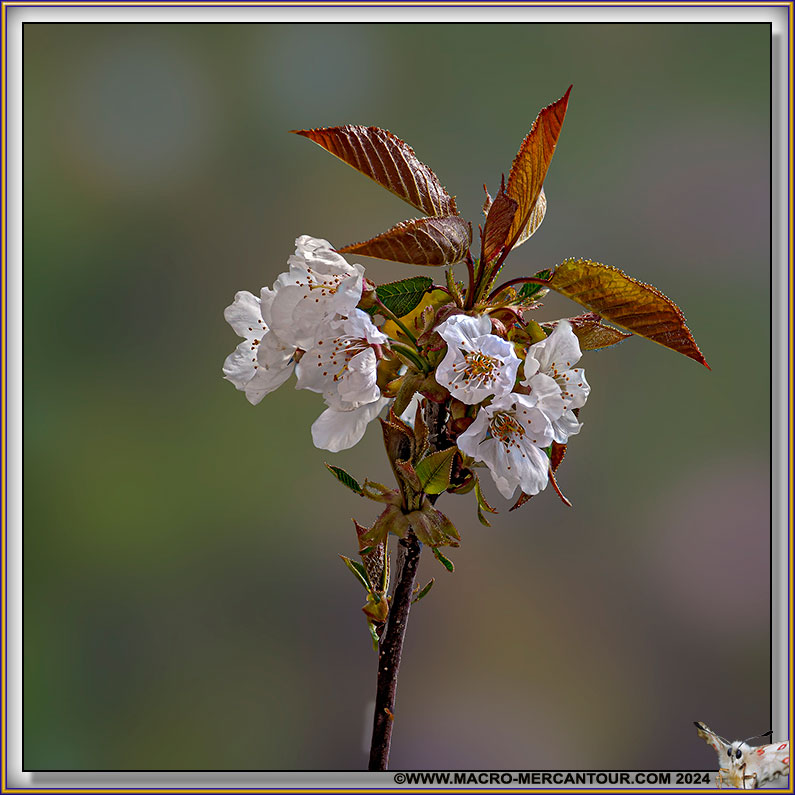 07-Merisier-15-02239-HF-300-D2-copie